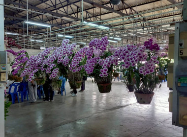 ลงพื้นที่ศึกษาแนวทางการจัดงานประกวดกล้วยไม้ของสมาคมพฤกษชาติแห่งประเทศไทย ในพระบรมราชูปถัมภ์ ณ บางกอกฟลาวเวอร์ เซนเตอร์ เขตหนองแขม กรุงเทพมหานคร ... พารามิเตอร์รูปภาพ 4